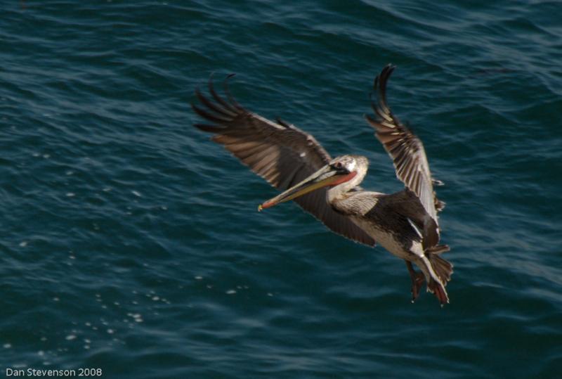 Pelicans-1522 - Approaching the Landing Site ©2008 Dan Stevenson