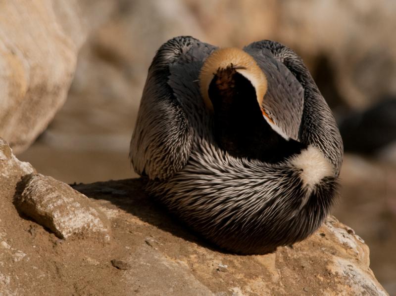 Pelicans-3884 - Do Not Disturb ©2010 Dan Stevenson