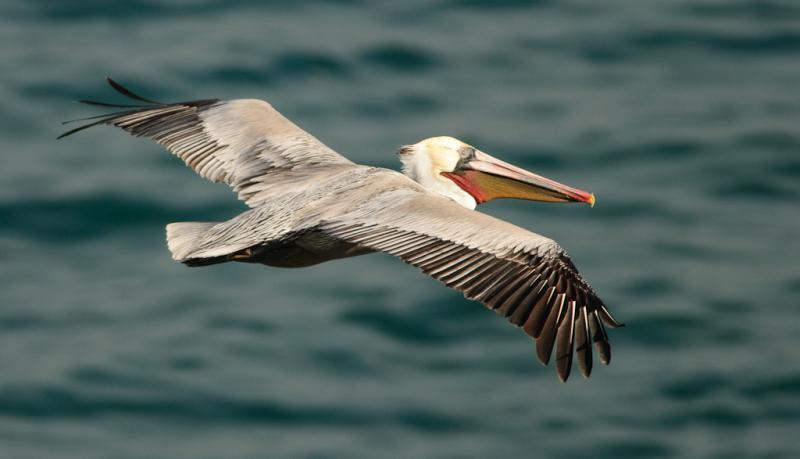 Pelicans-3885 - In Flight ©2010 Dan Stevenson