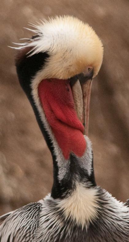 Pelicans-4051 - Tangled Up ©2010 Dan Stevenson