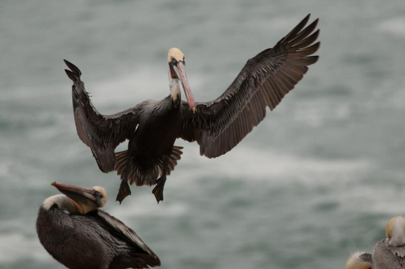 Pelicans-4112 - Dropping In ©2010 Dan Stevenson