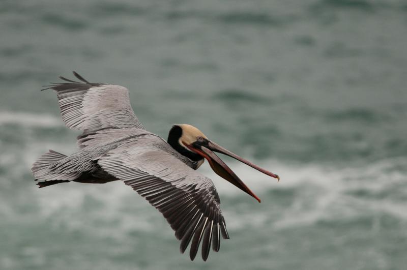 Pelicans-4138 - Getting Some Air ©2010 Dan Stevenson