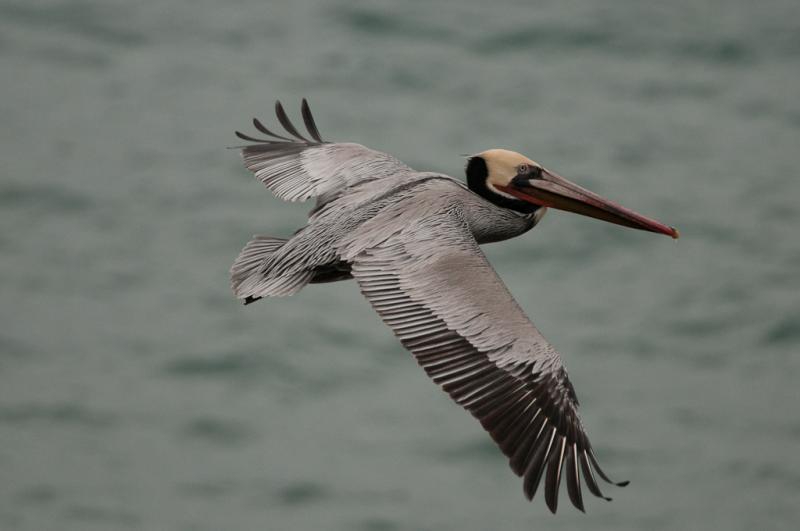 Pelicans-4139 - Flying North ©2010 Dan Stevenson