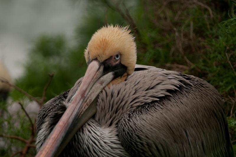 Pelicans-4401 - What Do You Want? ©2010 Dan Stevenson
