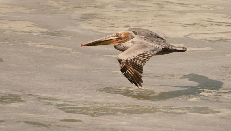 Pelicans-4586 - Pastel Shadow ©2010 Dan Stevenson