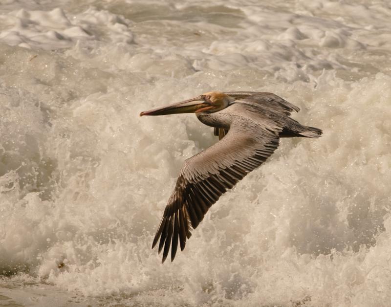 Pelicans-4588 - Above the Soup ©2010 Dan Stevenson