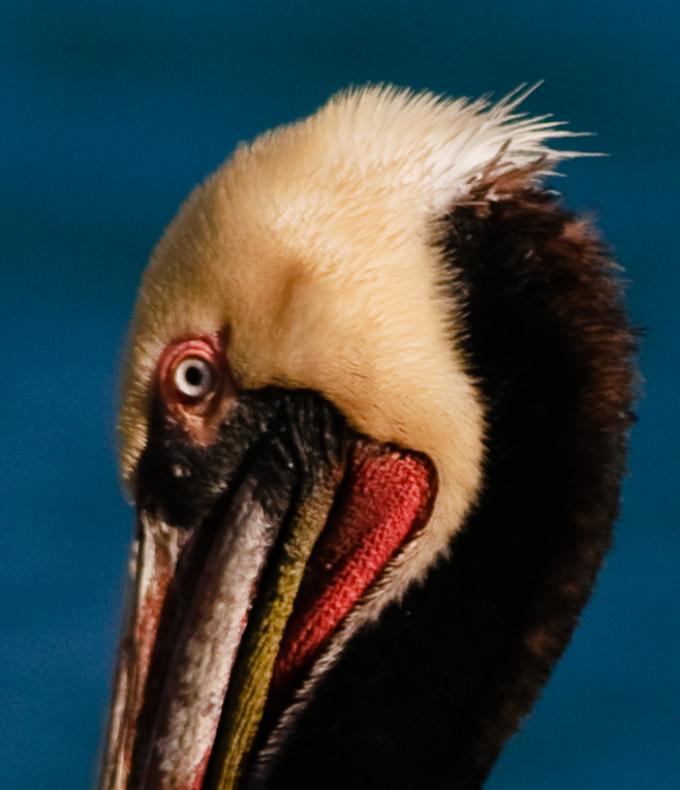 Pelicans-5754 - Who Are You Looking At? ©2010 Dan Stevenson