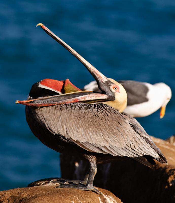 Pelicans-5770 - How'd He Do That? ©2010 Dan Stevenson