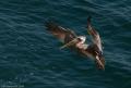 Pelicans-1522.jpg
