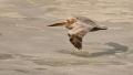 Pelicans-4586.jpg