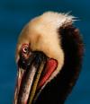 Pelicans-5754.jpg