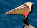 Pelicans-5759.jpg