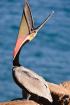 Pelicans-5785.jpg