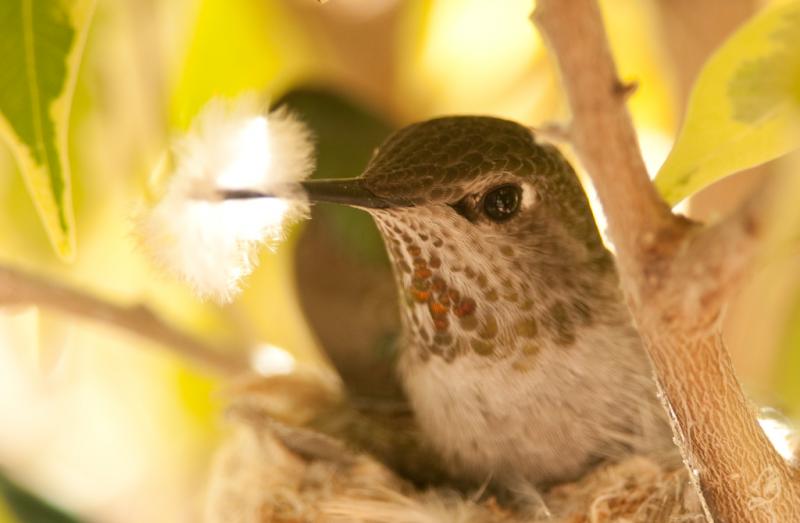 Hummingbirds-3645 - Nesting Materials ©2010 Dan Stevenson