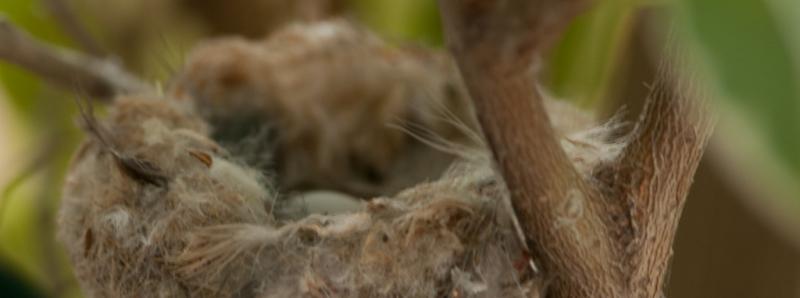 Hummingbirds-3730 - Two Fresh Eggs ©2010 Dan Stevenson