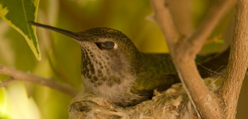 Hummingbirds-3810 - Blinking ©2010 Dan Stevenson