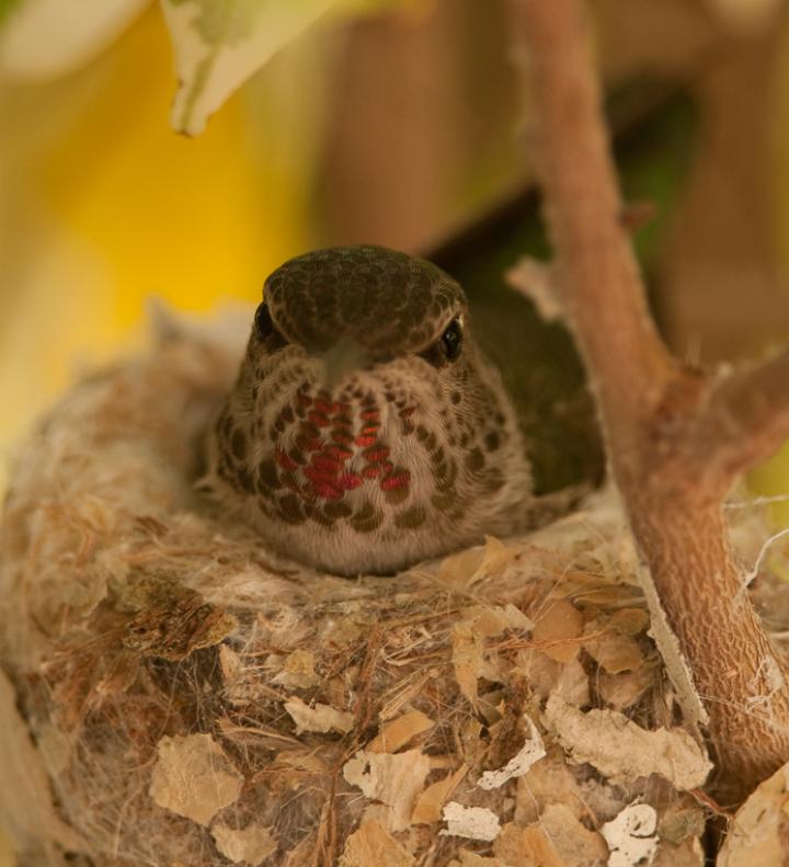 Hummingbirds-3963 - Waiting ©2010 Dan Stevenson