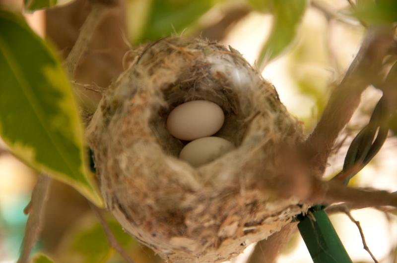 Hummingbirds-3973 - Eggs after One Week ©2010 Dan Stevenson