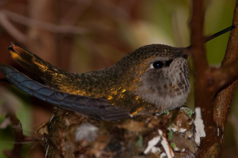Hummingbirds-4381 - Keeping the Eggs Warm ©2010 Dan Stevenson