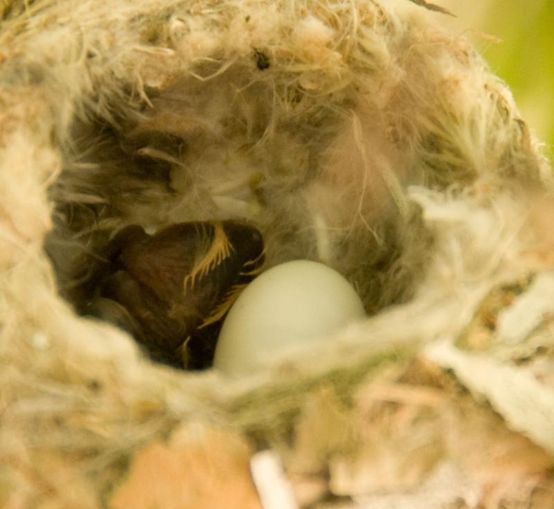 Hummingbirds-4696 - First Born ©2010 Dan Stevenson