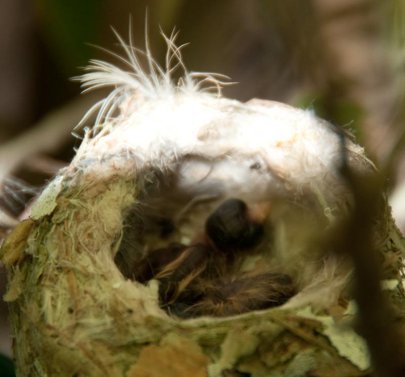 Hummingbirds-4767 - Two Babies ©2010 Dan Stevenson