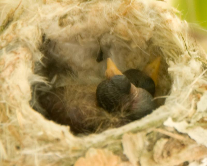 Hummingbirds-5119 - Little Beaks ©2010 Dan Stevenson
