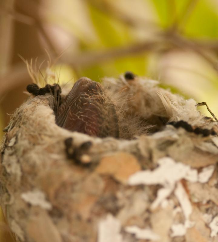 Hummingbirds-5221 - Bottoms Up ©2010 Dan Stevenson