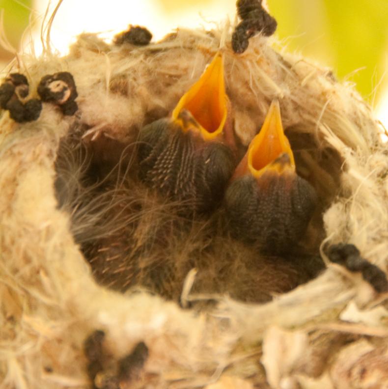 Hummingbirds-5276 - We're Hungry! ©2010 Dan Stevenson