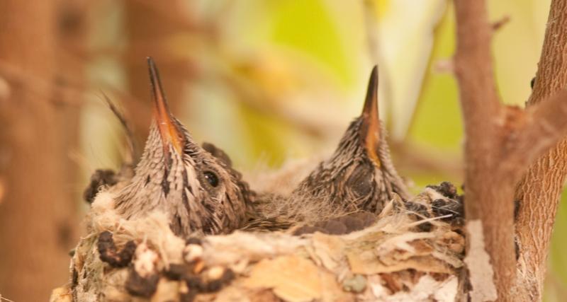 Hummingbirds-5837 - Growing Up ©2010 Dan Stevenson