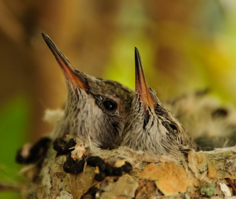 Hummingbirds-6099 - Eyes Open ©2010 Dan Stevenson