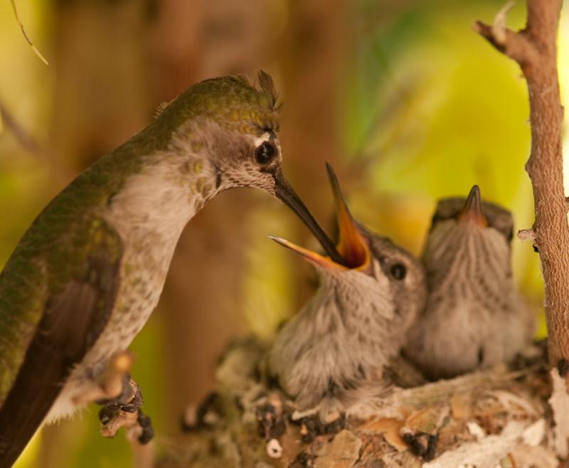 Hummingbirds-6157 - Down the Hatch ©2010 Dan Stevenson