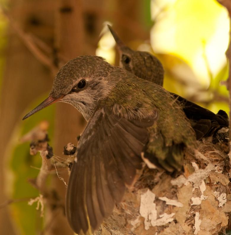 Hummingbirds-6378 - I'm Out of Here ©2010 Dan Stevenson