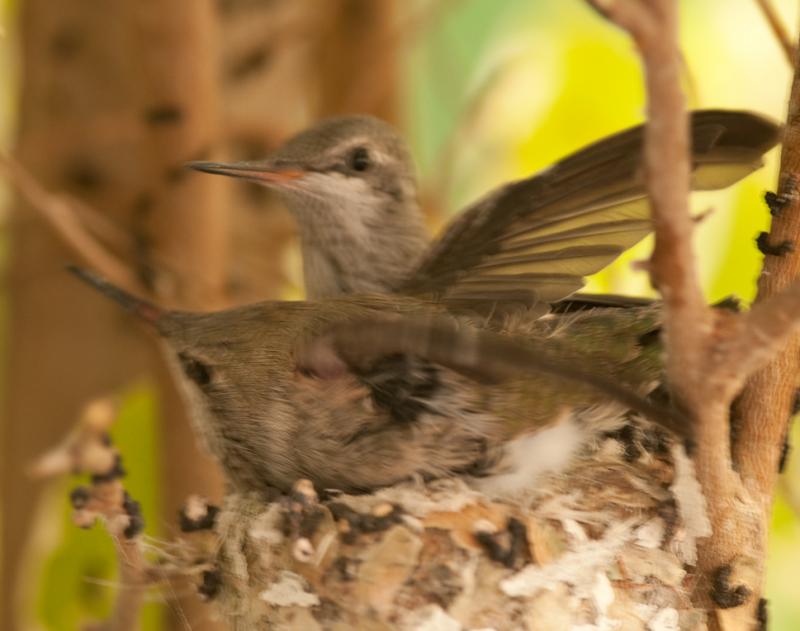 Hummingbirds-6410 - Getting Ready ©2010 Dan Stevenson