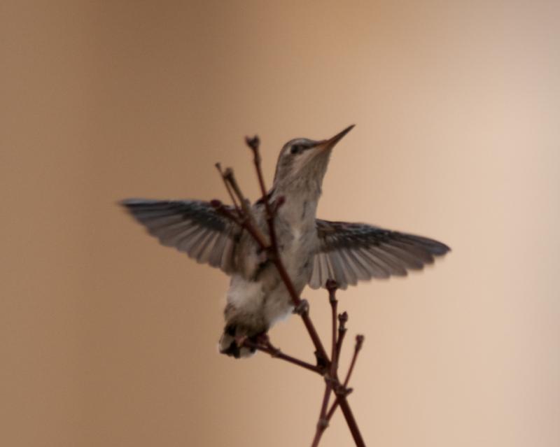 Hummingbirds-6464 - Stretching My Wings ©2010 Dan Stevenson
