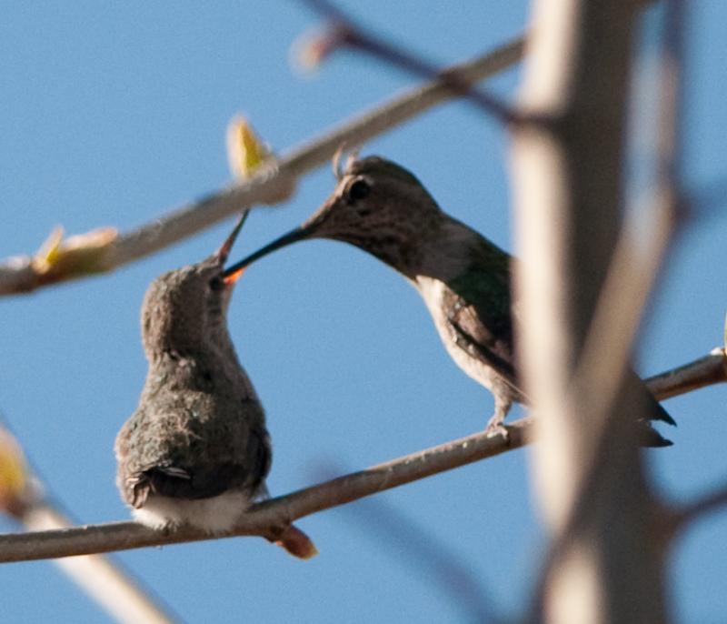 Hummingbirds-6477 - Still Hungry ©2010 Dan Stevenson