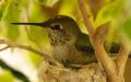 Hummingbirds-3676.jpg