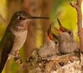 Hummingbirds-6153.jpg