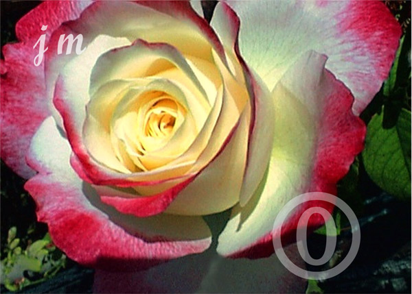 jm55 - Delightful Roseﾠ©2000 Joyce A. Mate