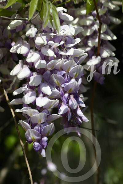 jm62 - Wisteria ©2005 Joyce A. Mate