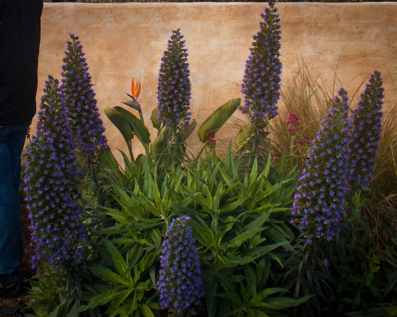 _MG_2183 - Flowers in front of mission ©2011 Martin Oretsky