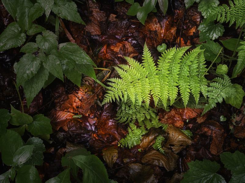 Fern - Fern ©2014 Steve Schlesinger
