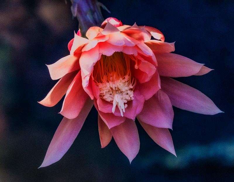_1020413sm - Flower ©2016 Steve Schlesinger