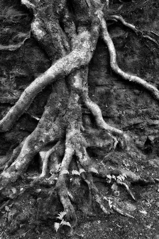 _DSC7669 - Roots2 ©2016 Steve Schlesinger