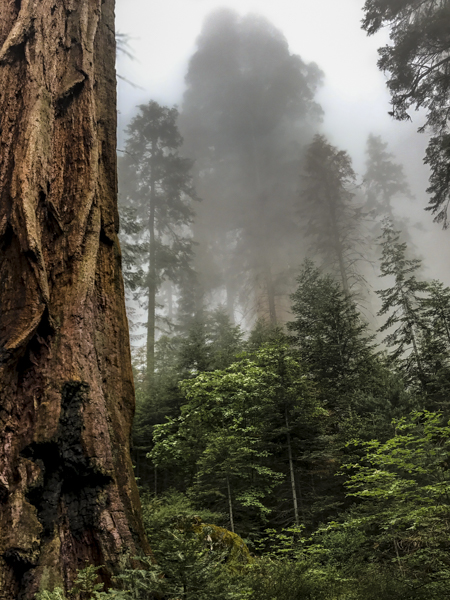 152 - Really Big Tree
 ©2017 Ted Whirledge