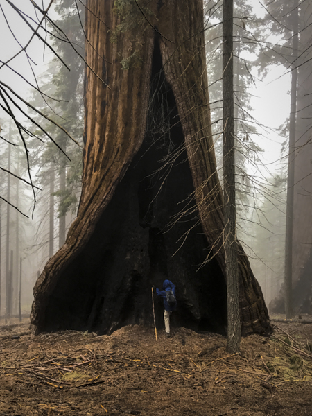 181-3 - Largest Tree
 ©2017 Ted Whirledge