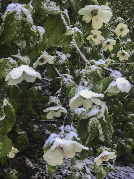 208 - Shakin' Cold Dogwood Blosssoms ©2017 Ted Whirledge