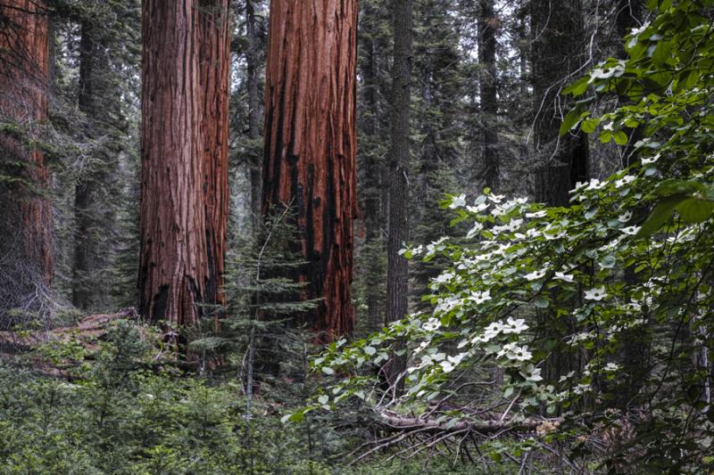 _P2M1091c - Into the forest ©2017 Ted Whirledge