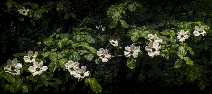 dogwood-site700 - Dogwood ©2017 Ted Whirledge