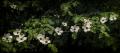 dogwood-site700.jpg